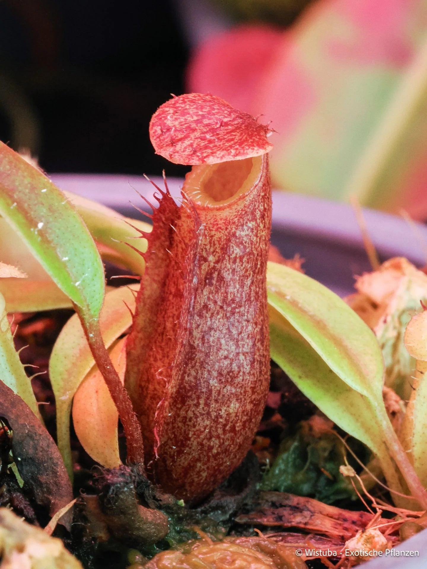 Nepenthes glabrata x villosa 大森食虫植物農園