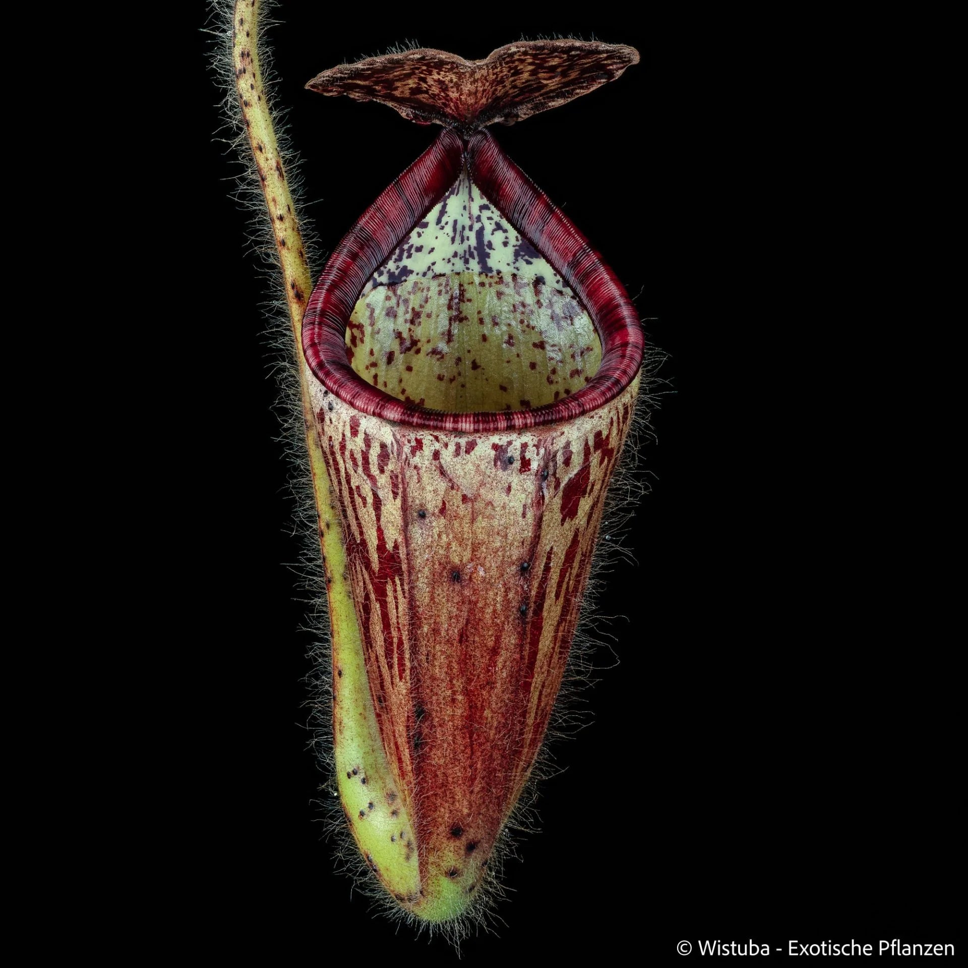 Nepenthes glandulifera 大森食虫植物農園