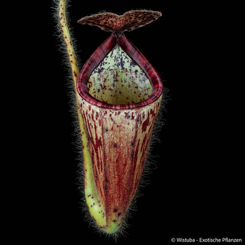Nepenthes glandulifera 大森食虫植物農園