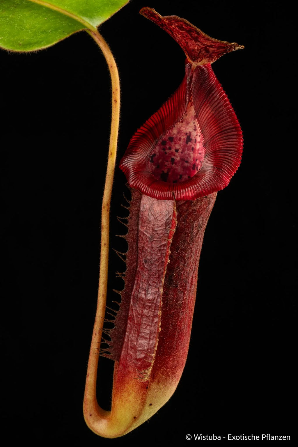Nepenthes glandulifera x Trusmadiensis 大森食虫植物農園