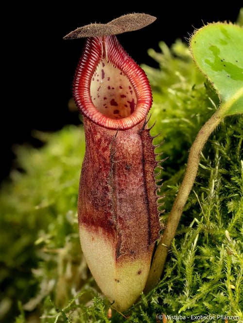 Nepenthes glandulifera x Trusmadiensis 大森食虫植物農園