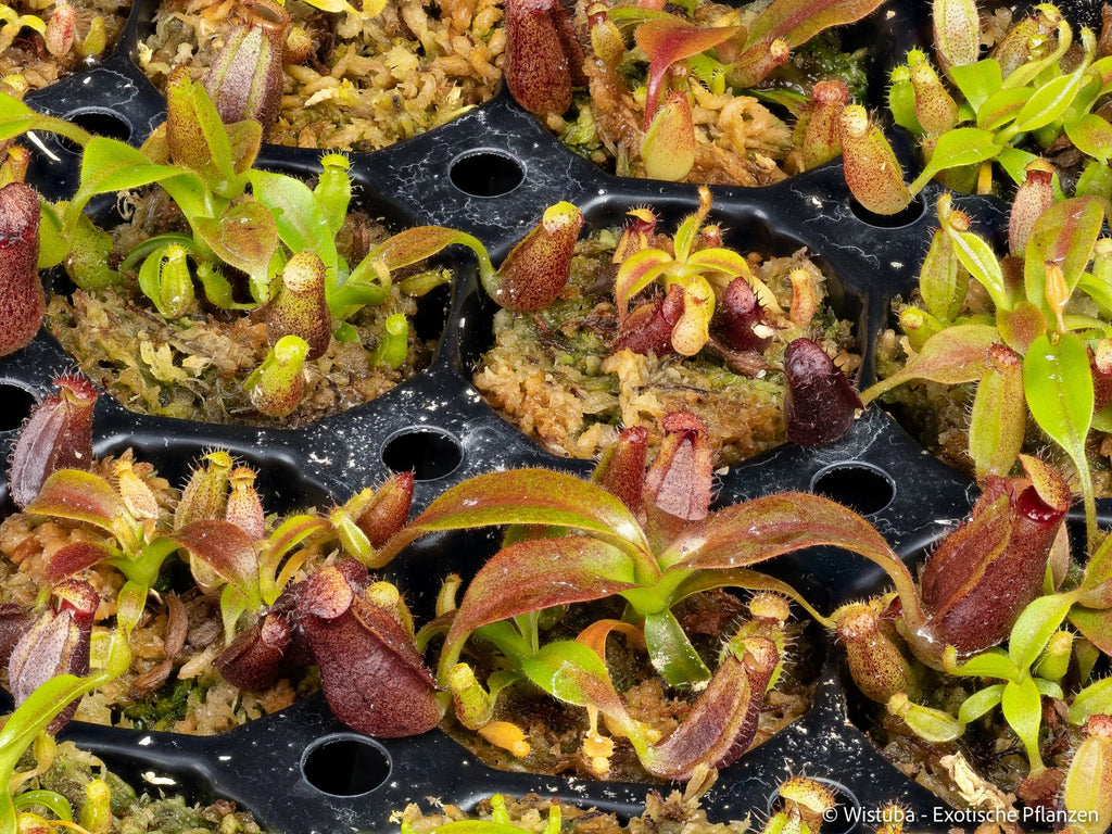 Nepenthes glandulifera x Trusmadiensis 大森食虫植物農園