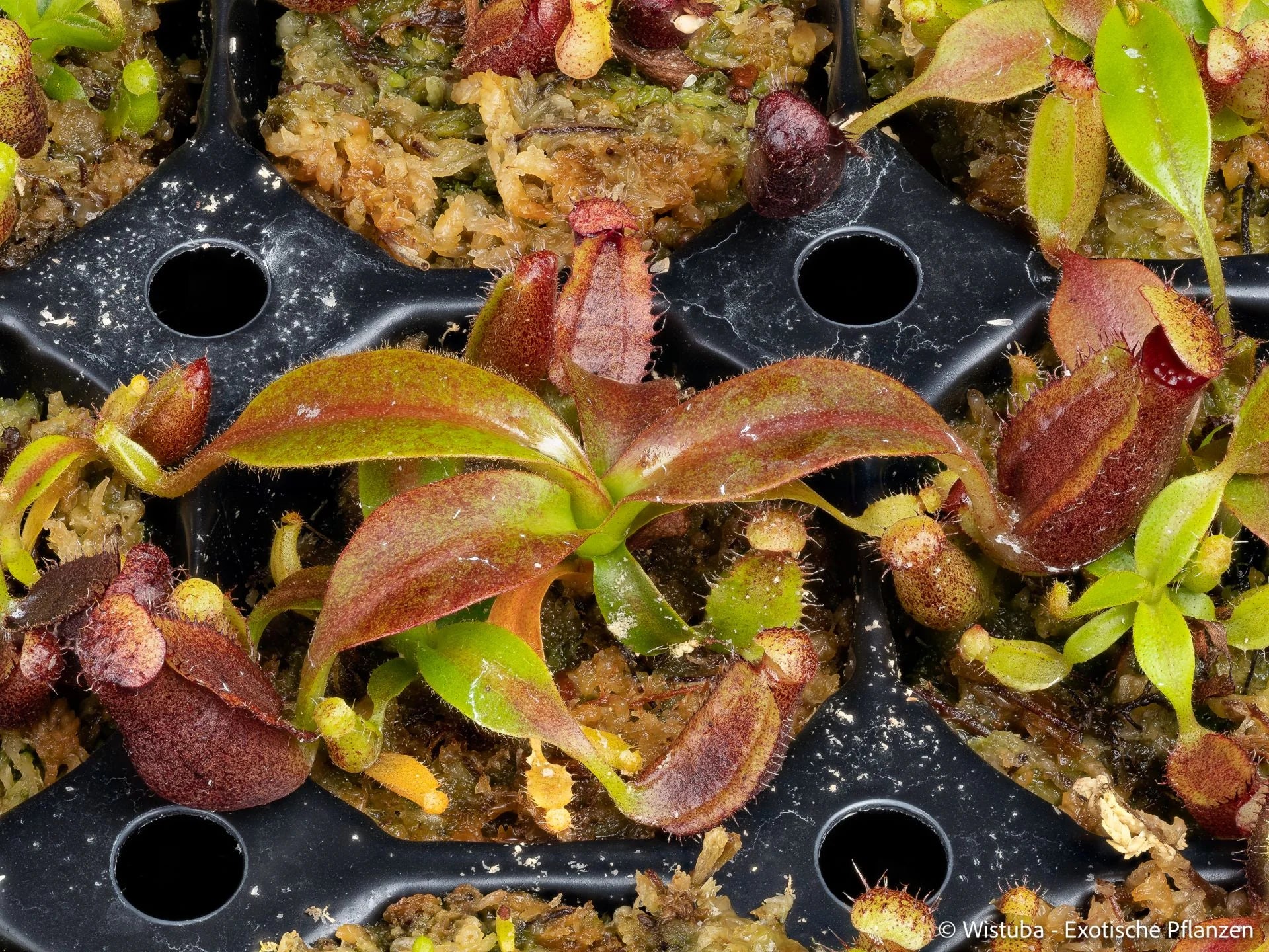 Nepenthes glandulifera x Trusmadiensis 大森食虫植物農園