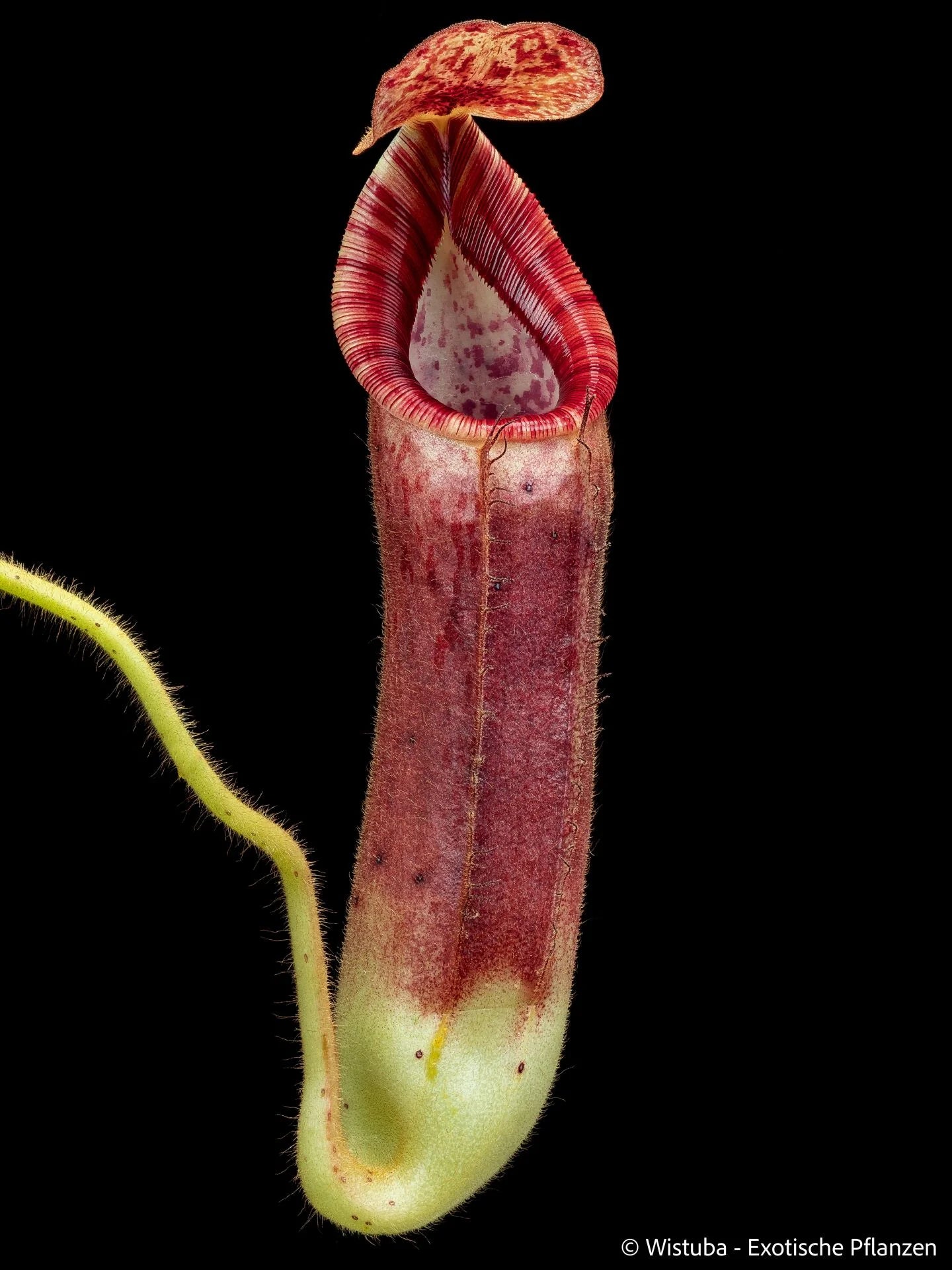 Nepenthes glandulifera x (veitchii x lowii) 大森食虫植物農園