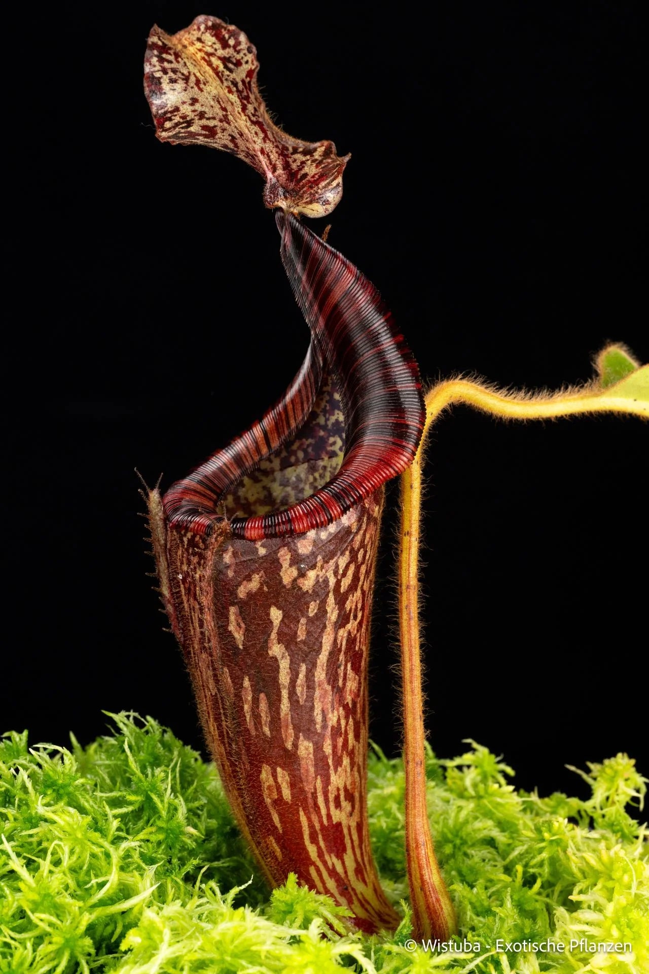 Nepenthes glandulifera x mollis 大森食虫植物農園