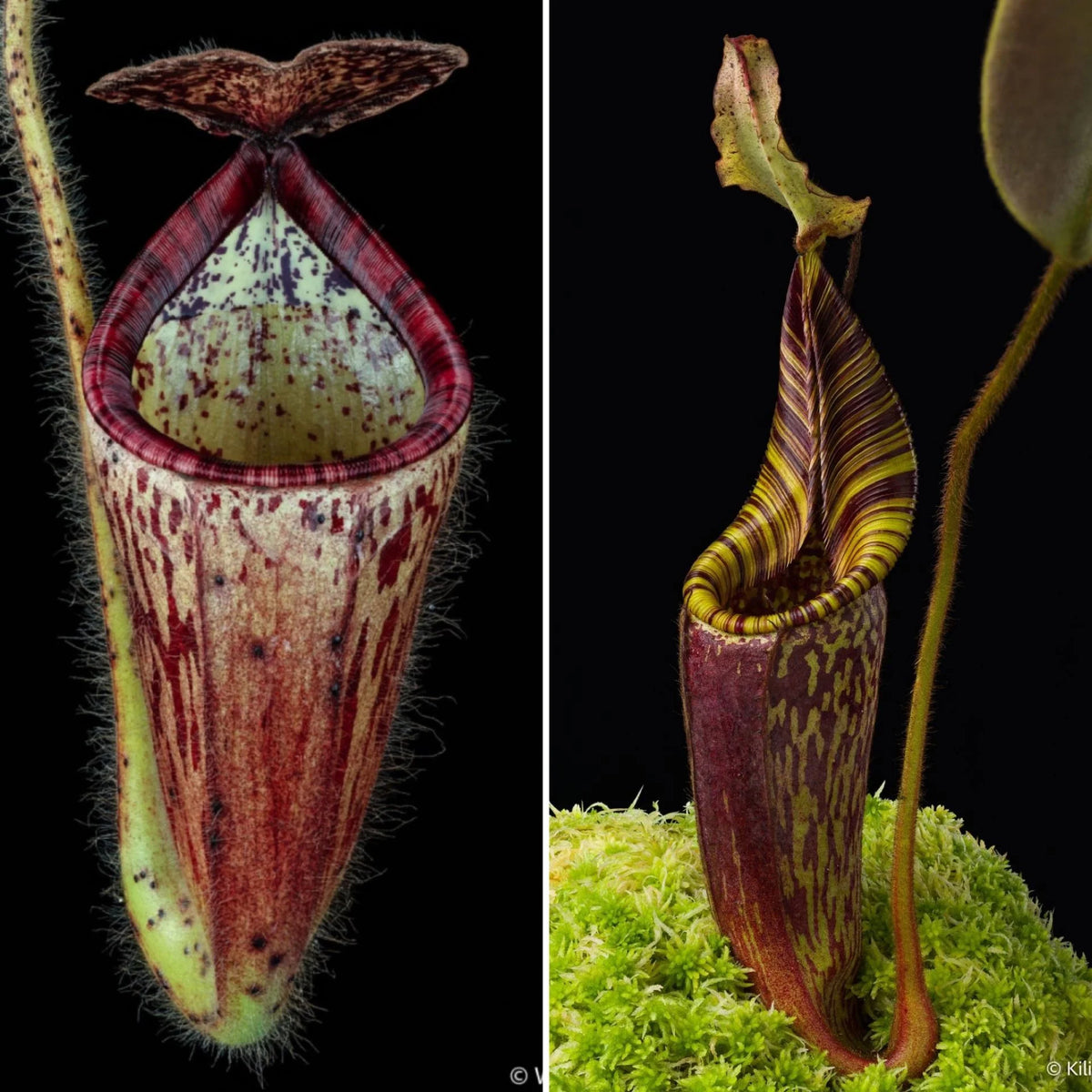 Nepenthes glandulifera x mollis 大森食虫植物農園