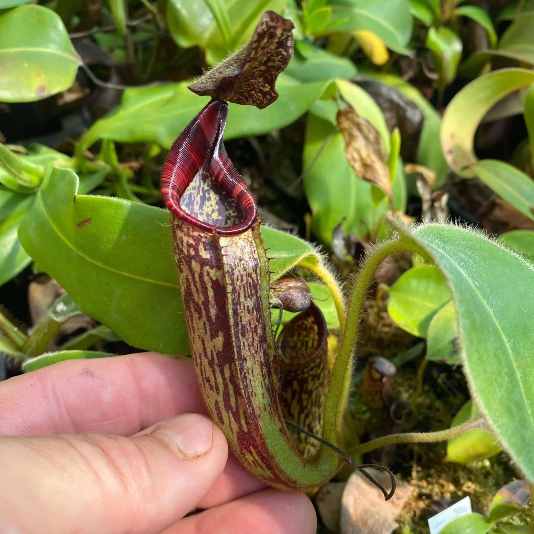 Nepenthes glandulifera x mollis, 10-15 cm 大森食虫植物農園