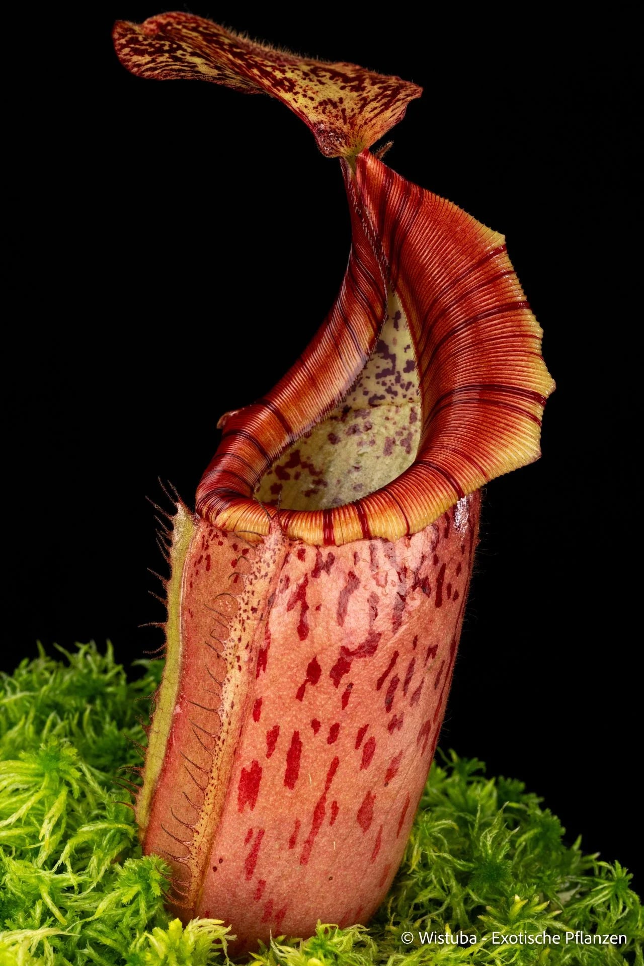 Nepenthes glandulifera x veitchii (Highl.) 大森食虫植物農園