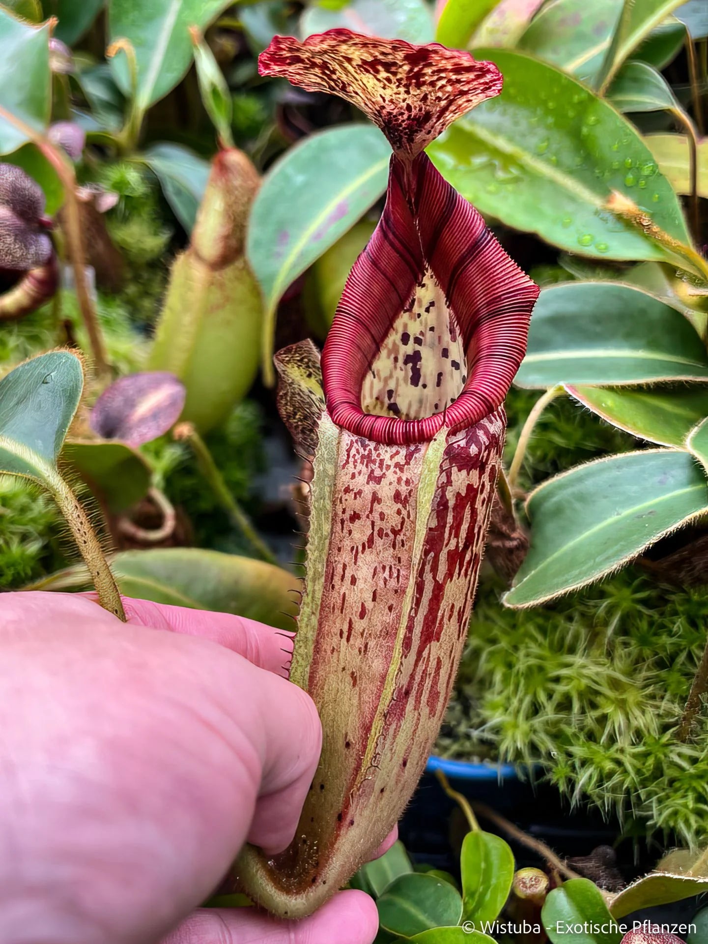 Nepenthes glandulifera x veitchii (Highl.) 大森食虫植物農園