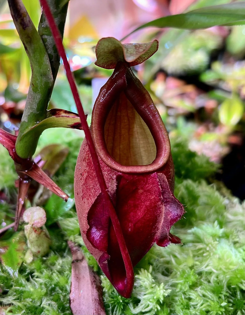 Nepenthes globosa (Thailand) 大森食虫植物農園