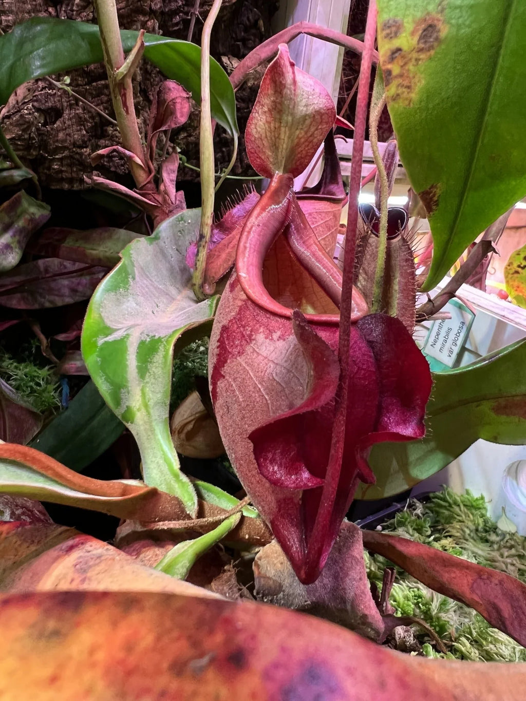 Nepenthes globosa (Thailand) 大森食虫植物農園