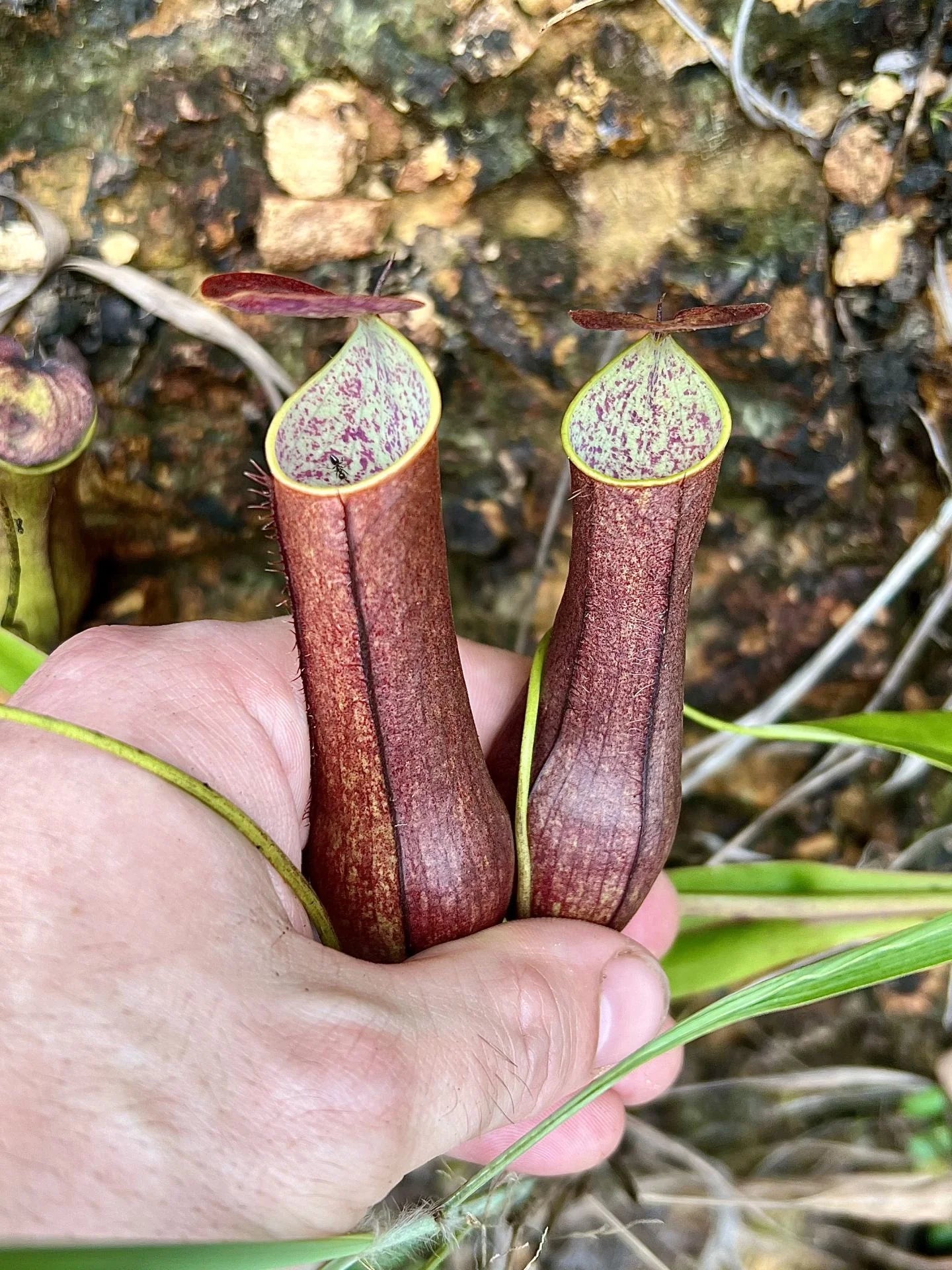Nepenthes gracilis (Beaufort, Borneo) 大森食虫植物農園