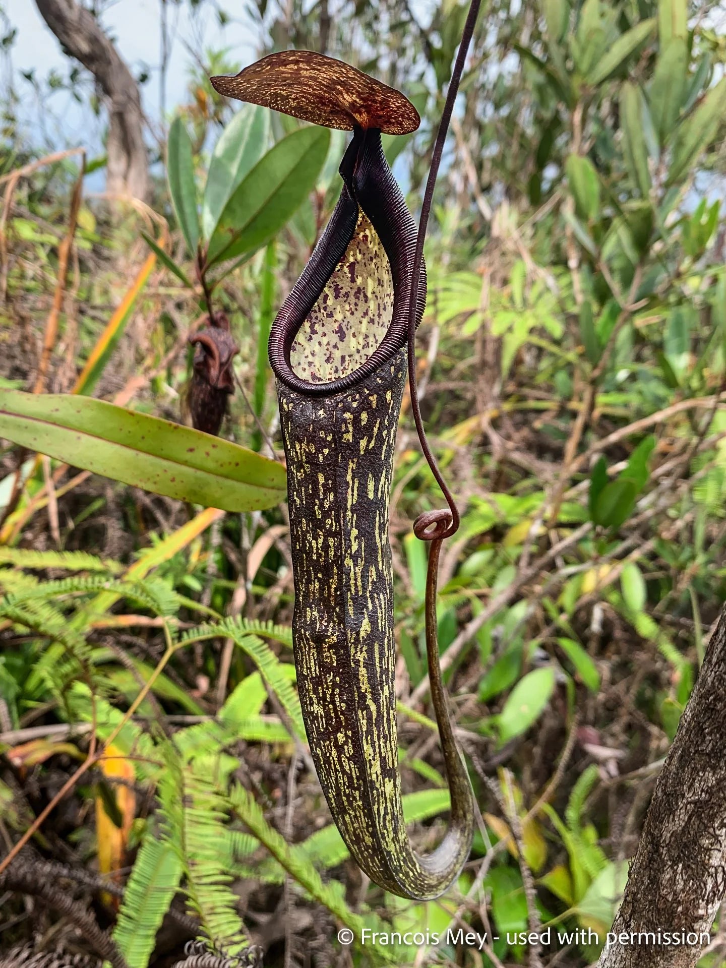 Nepenthes gracillima (Mt. Sarut, Malaysia) 大森食虫植物農園