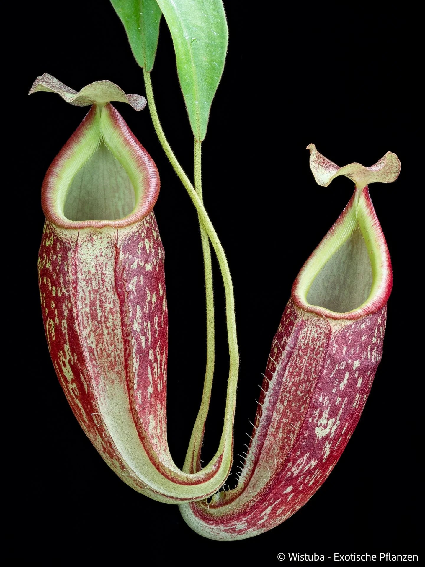 Nepenthes gymnamphora (Java) 大森食虫植物農園