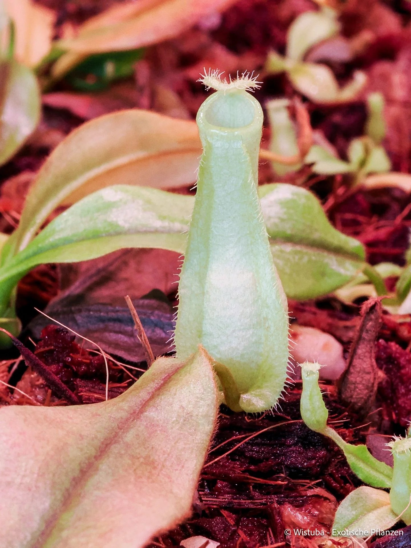 Nepenthes halmahera (Halmahera, Moluccas, Irian Jaya) 大森食虫植物農園