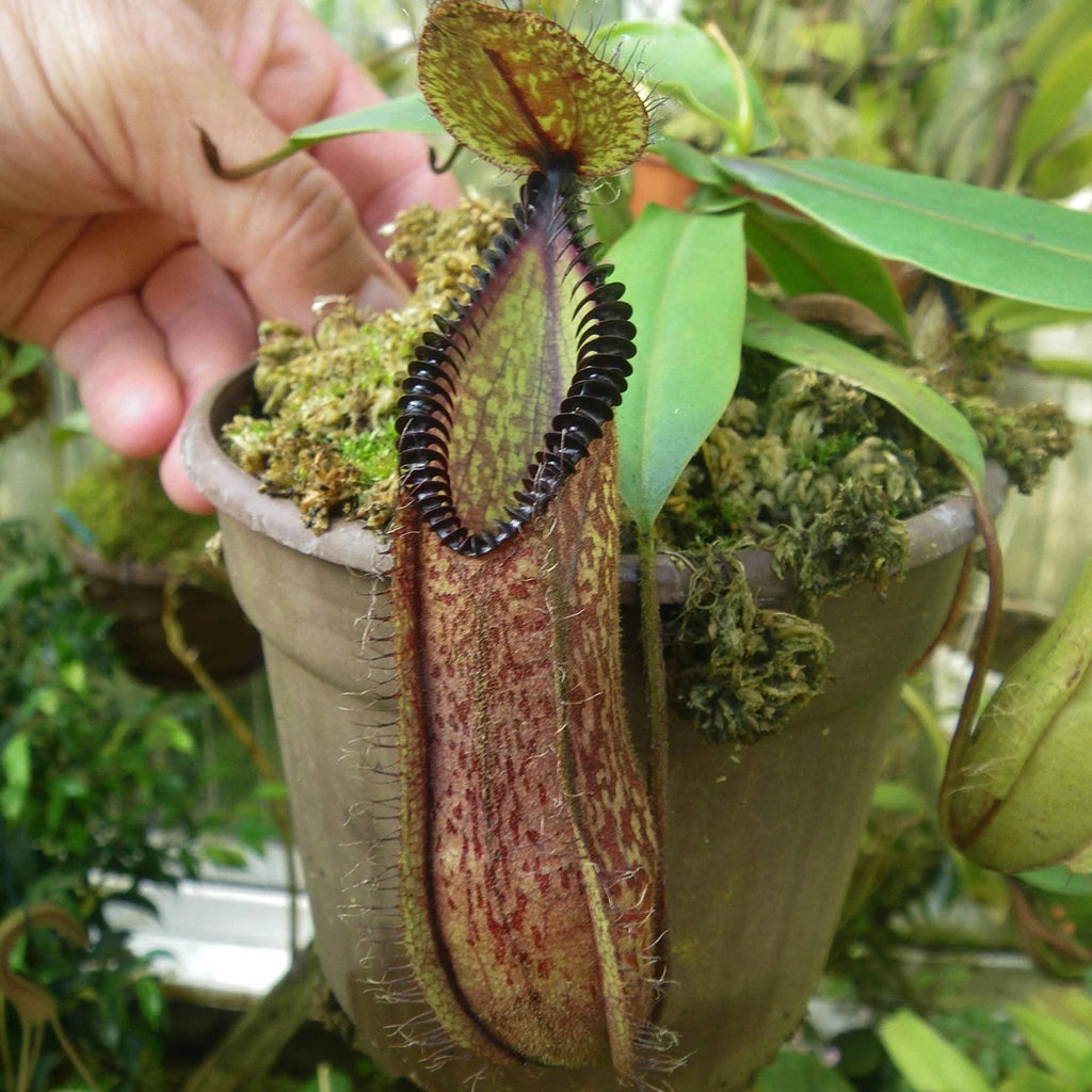 Nepenthes hamata, 8-10 cm 大森食虫植物農園