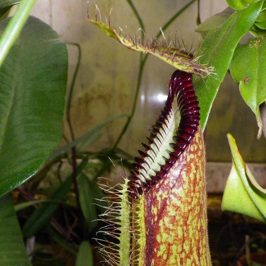 Nepenthes hamata, 8-10 cm 大森食虫植物農園