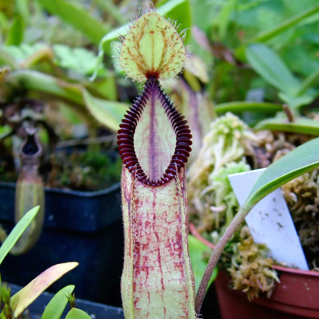Nepenthes hamata, 8-10 cm 大森食虫植物農園