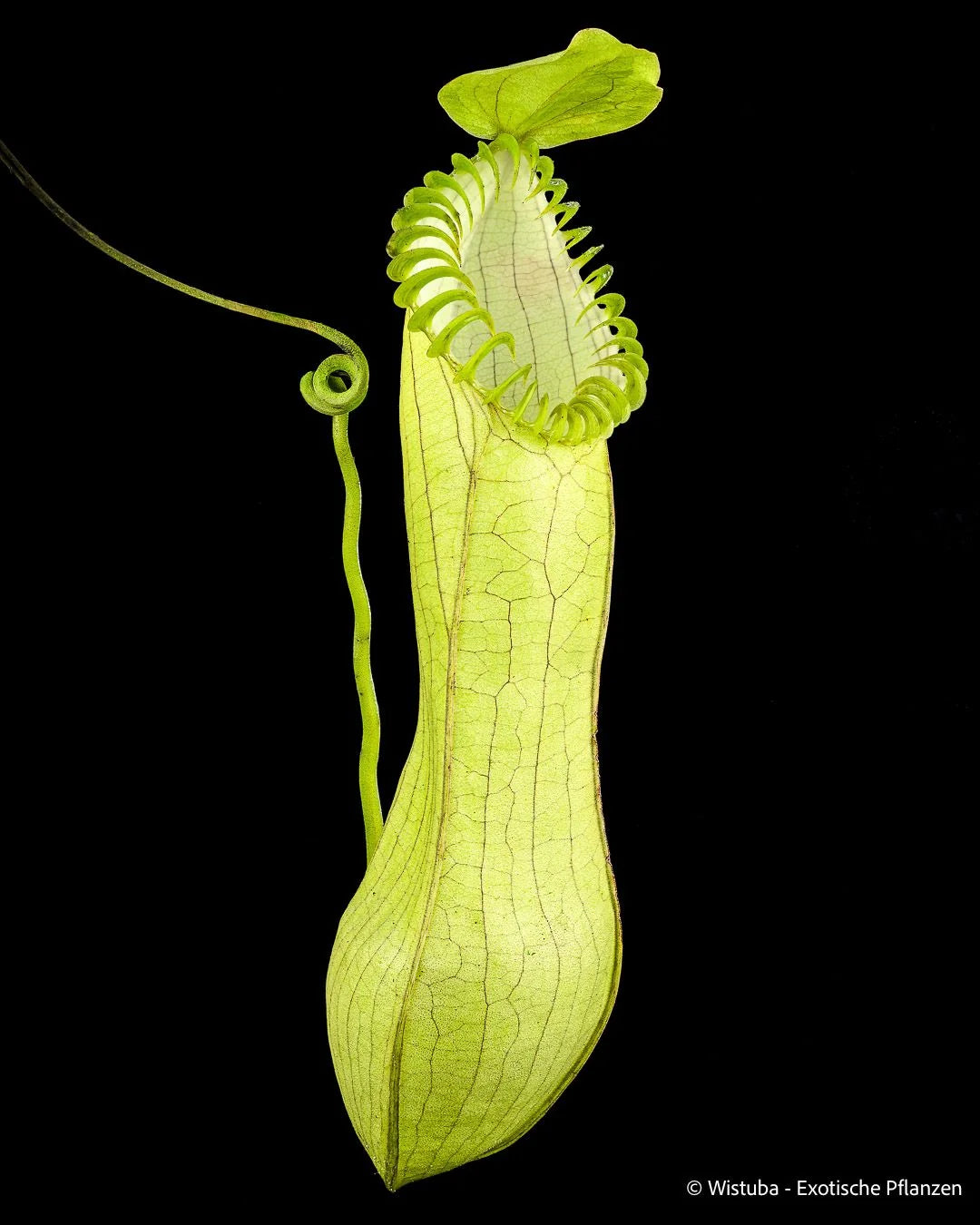 Nepenthes hamata (Gunung Lumut, Sulawesi) 大森食虫植物農園