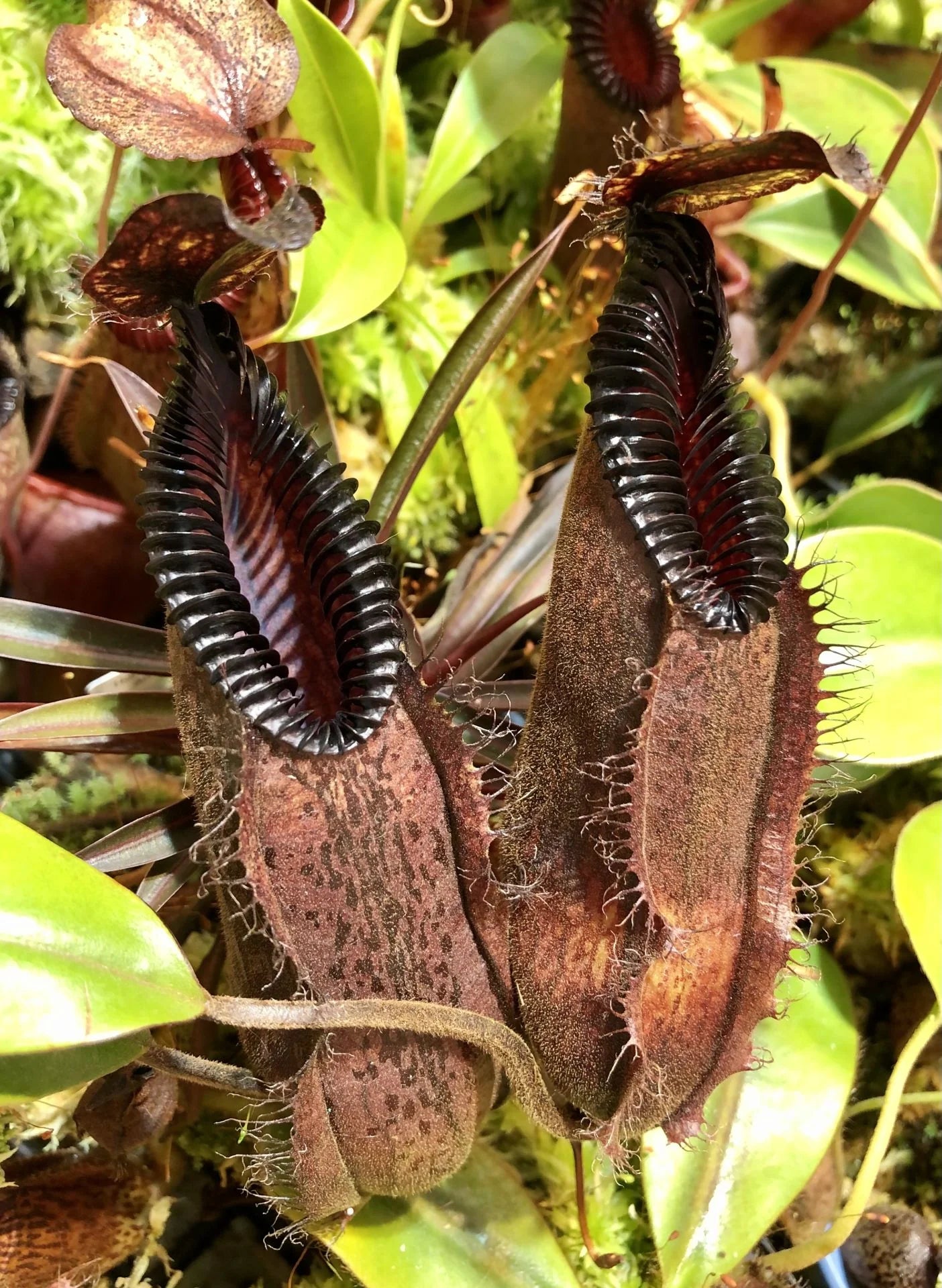 Nepenthes hamata (Gunung Lumut, Sulawesi) 大森食虫植物農園