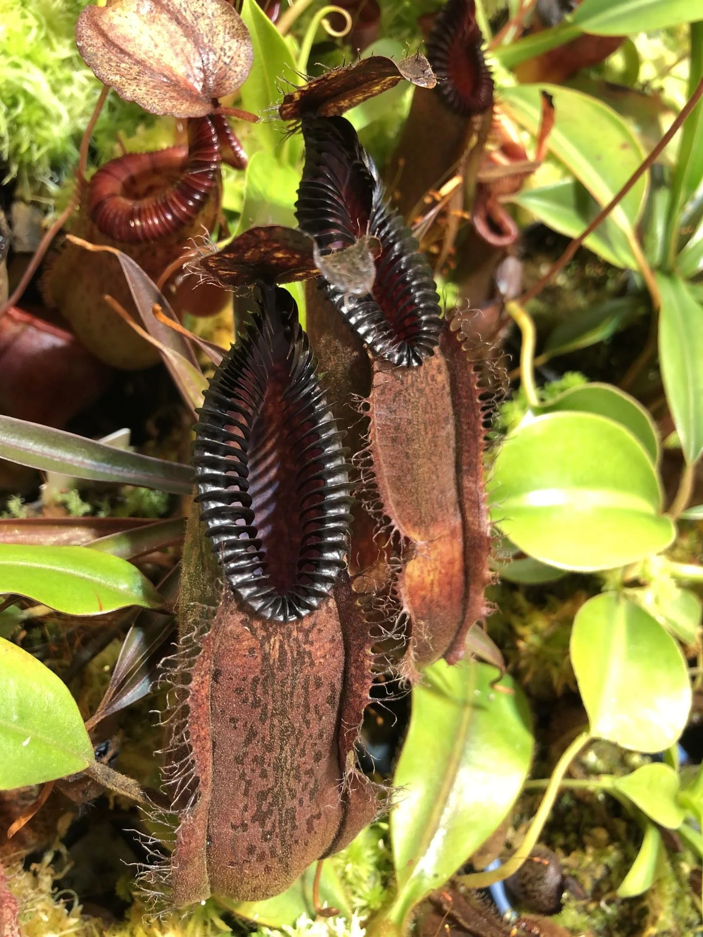 Nepenthes hamata (Gunung Lumut, Sulawesi) 大森食虫植物農園