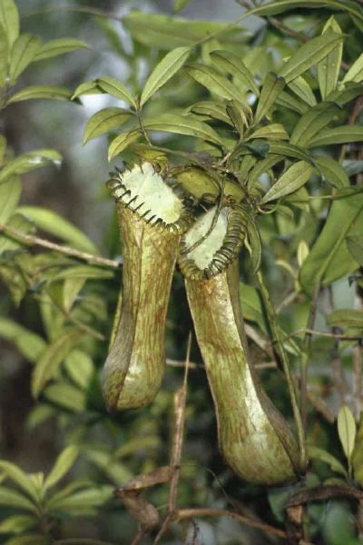 Nepenthes hamata (Gunung Lumut, Sulawesi) 大森食虫植物農園