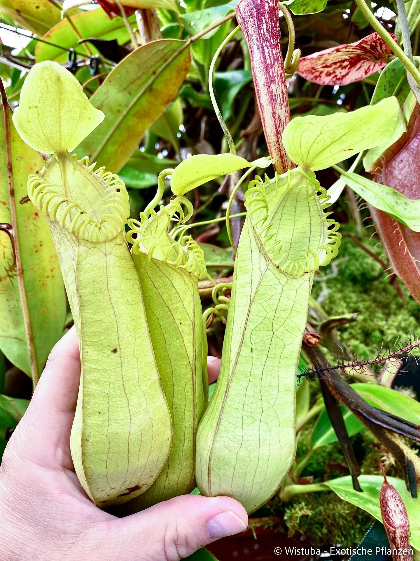 Nepenthes hamata (Gunung Lumut, Sulawesi) 大森食虫植物農園