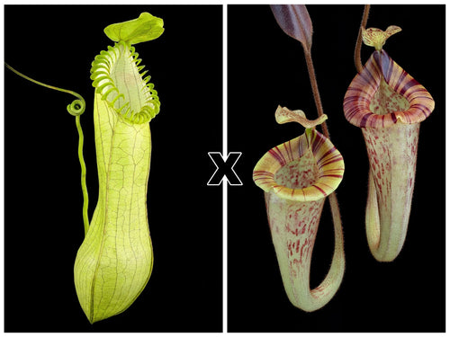 Nepenthes hamata × platychila 大森食虫植物農園