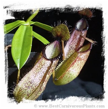 Nepenthes hamata {clone 2, Gunung Tambusisi, Morowali NR, central Sulawesi, Indonesia} [BCP ID# N2148-02] / 1株の苗, サイズ 6-10 cm 大森食虫植物農園