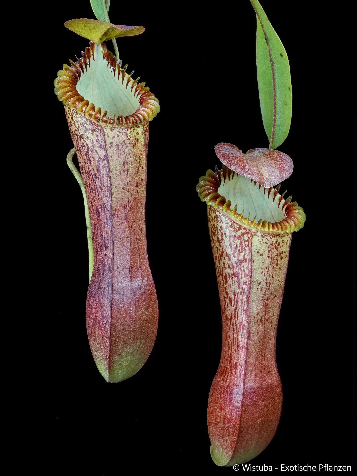 Nepenthes hamata x edwardsiana 大森食虫植物農園