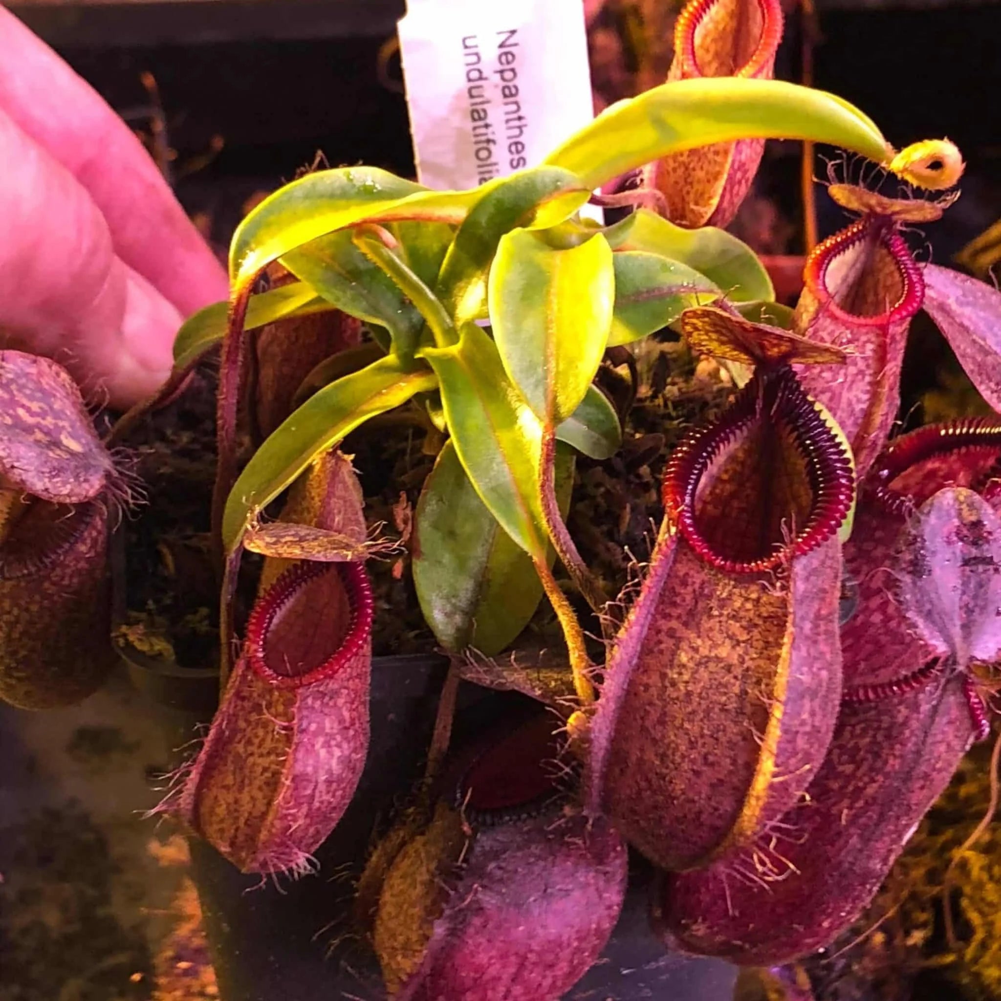Nepenthes hamata x undulatifolia, 6-8 cm 大森食虫植物農園