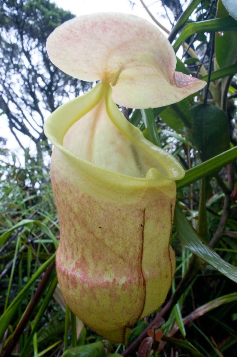 Nepenthes hamiguitanensis (Mt. Hamiguitan, Philippines) 大森食虫植物農園