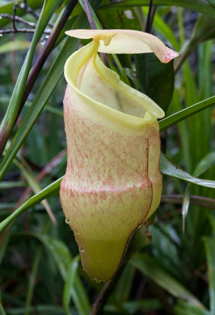 Nepenthes hamiguitanensis (Mt. Hamiguitan, Philippines) 大森食虫植物農園