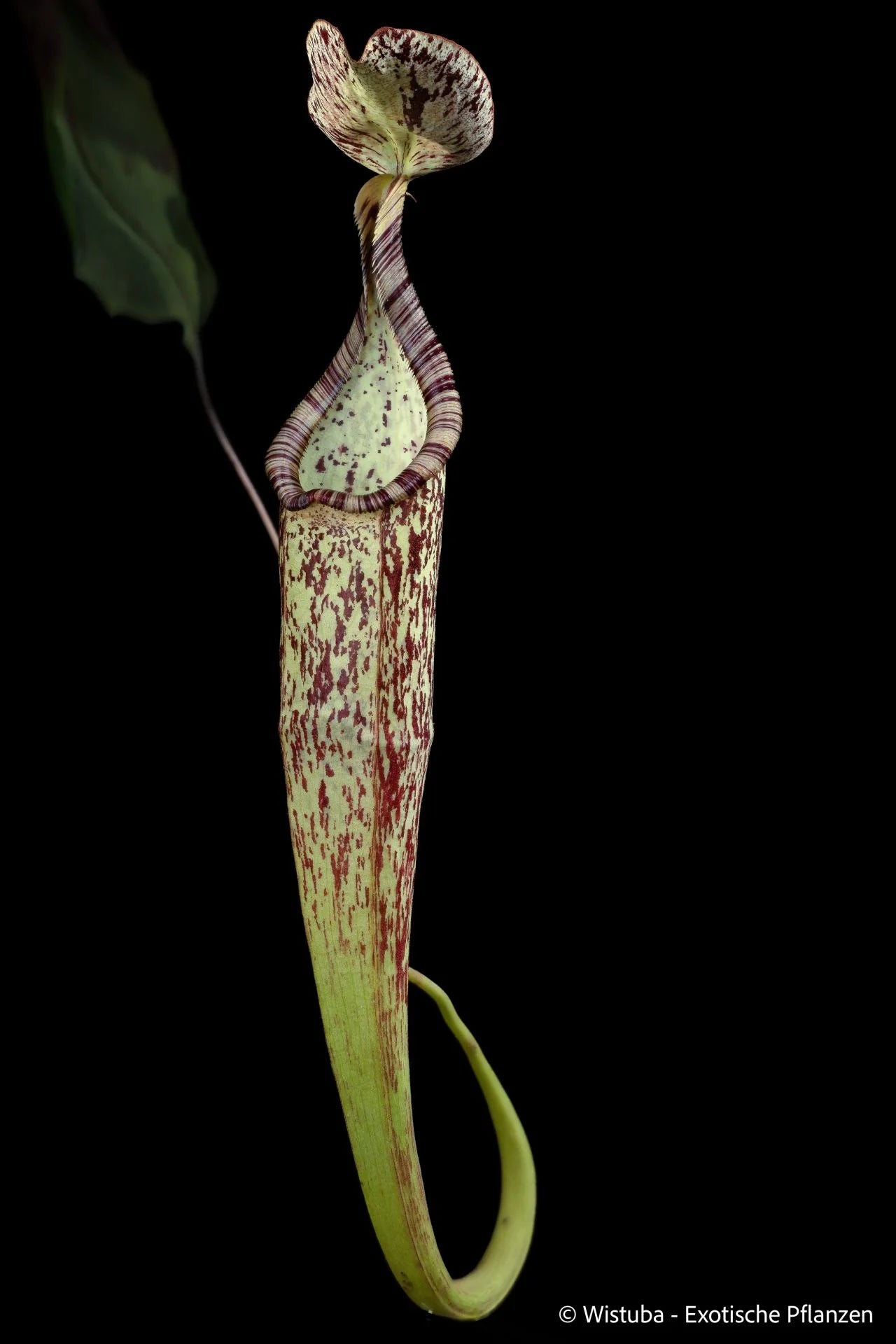 Nepenthes hemsleyana (Borneo) 大森食虫植物農園