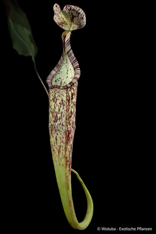 Nepenthes hemsleyana (Borneo) 大森食虫植物農園