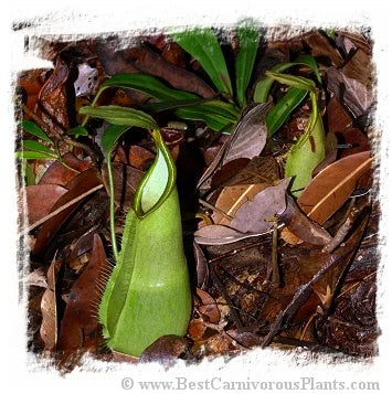 Nepenthes hirsuta {Gunung Serapi, Borneo, Malaysia} [BCP ID# N284] / 1株の苗, 4-10 cm 大森食虫植物農園