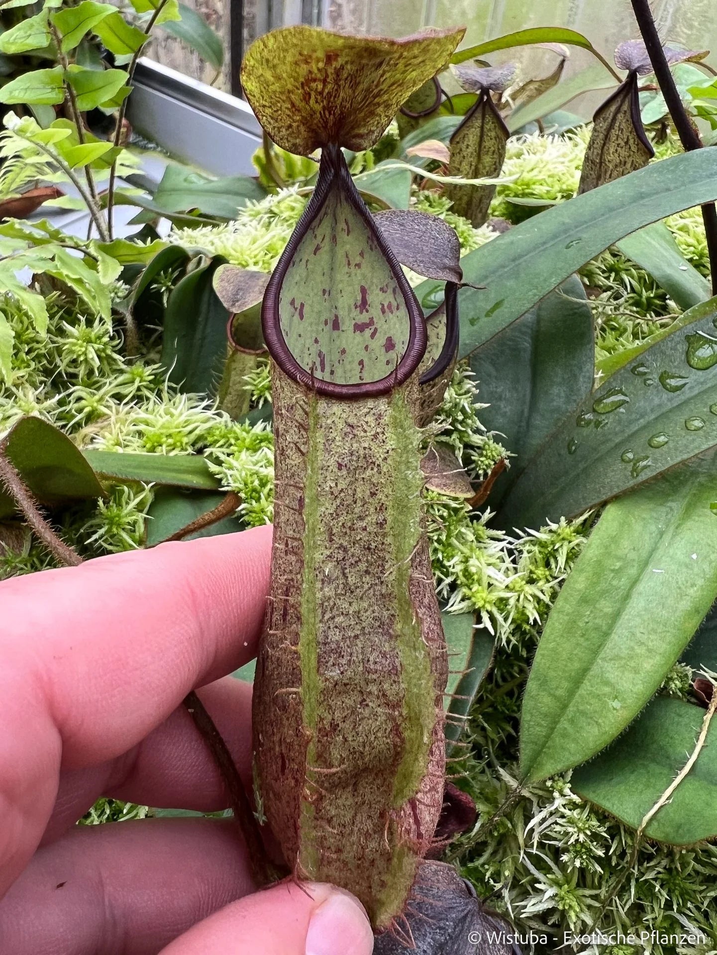 Nepenthes hispida (Borneo) 大森食虫植物農園