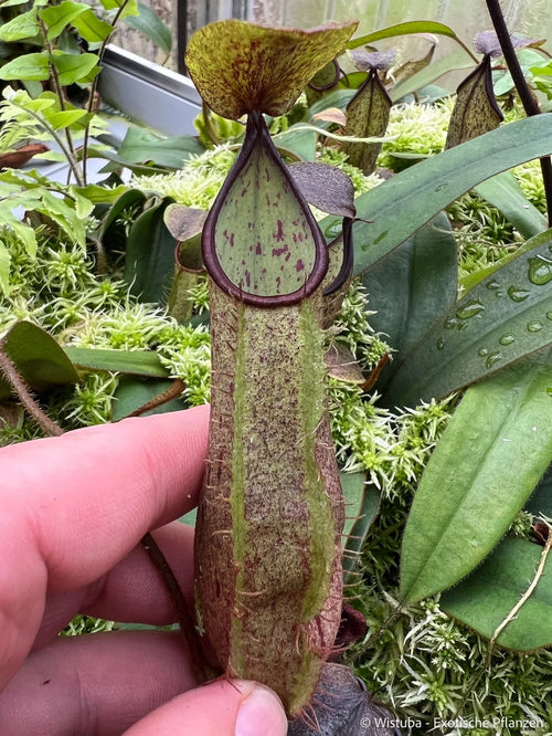 Nepenthes hispida (Borneo) 大森食虫植物農園