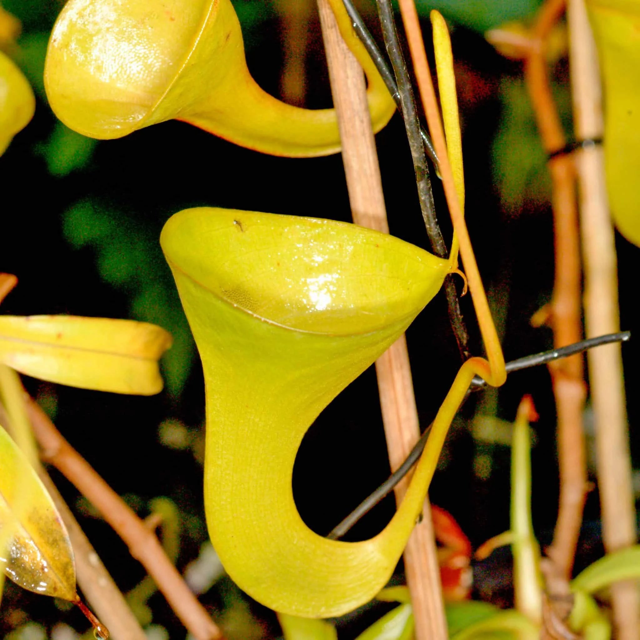 Nepenthes inermis, 10-12 cm 大森食虫植物農園