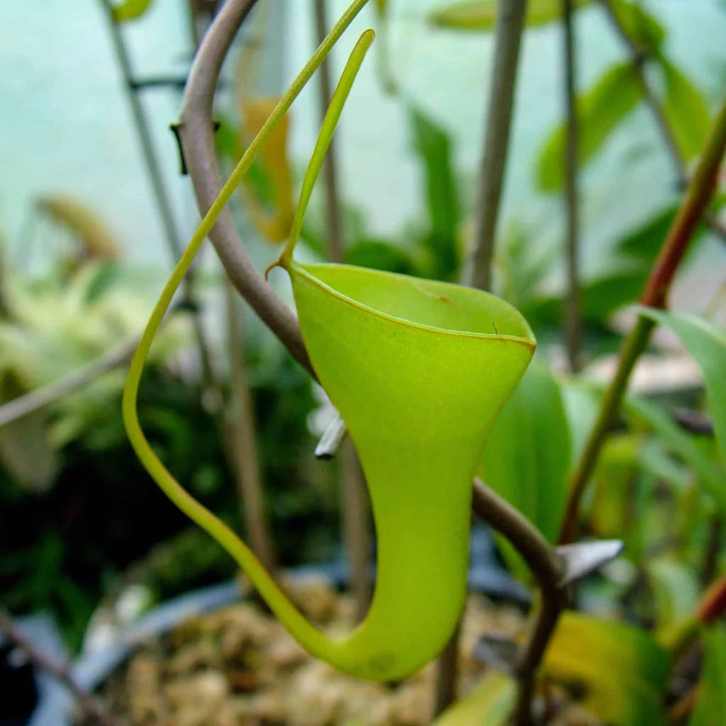 Nepenthes inermis, 10-12 cm 大森食虫植物農園