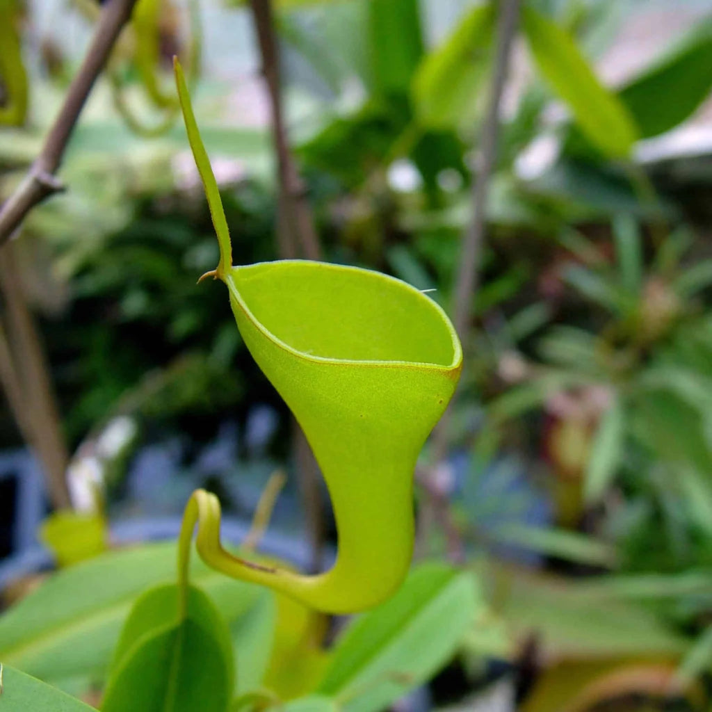 Nepenthes inermis, 10-12 cm 大森食虫植物農園