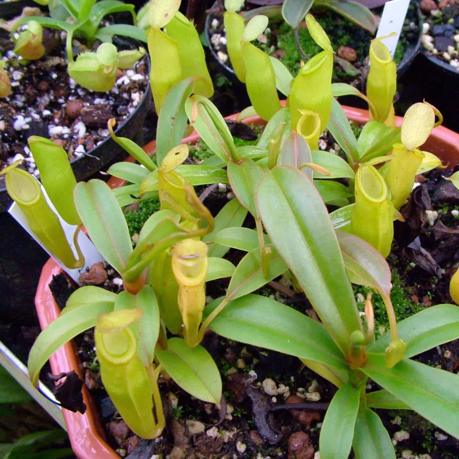 Nepenthes inermis, 10-12 cm 大森食虫植物農園