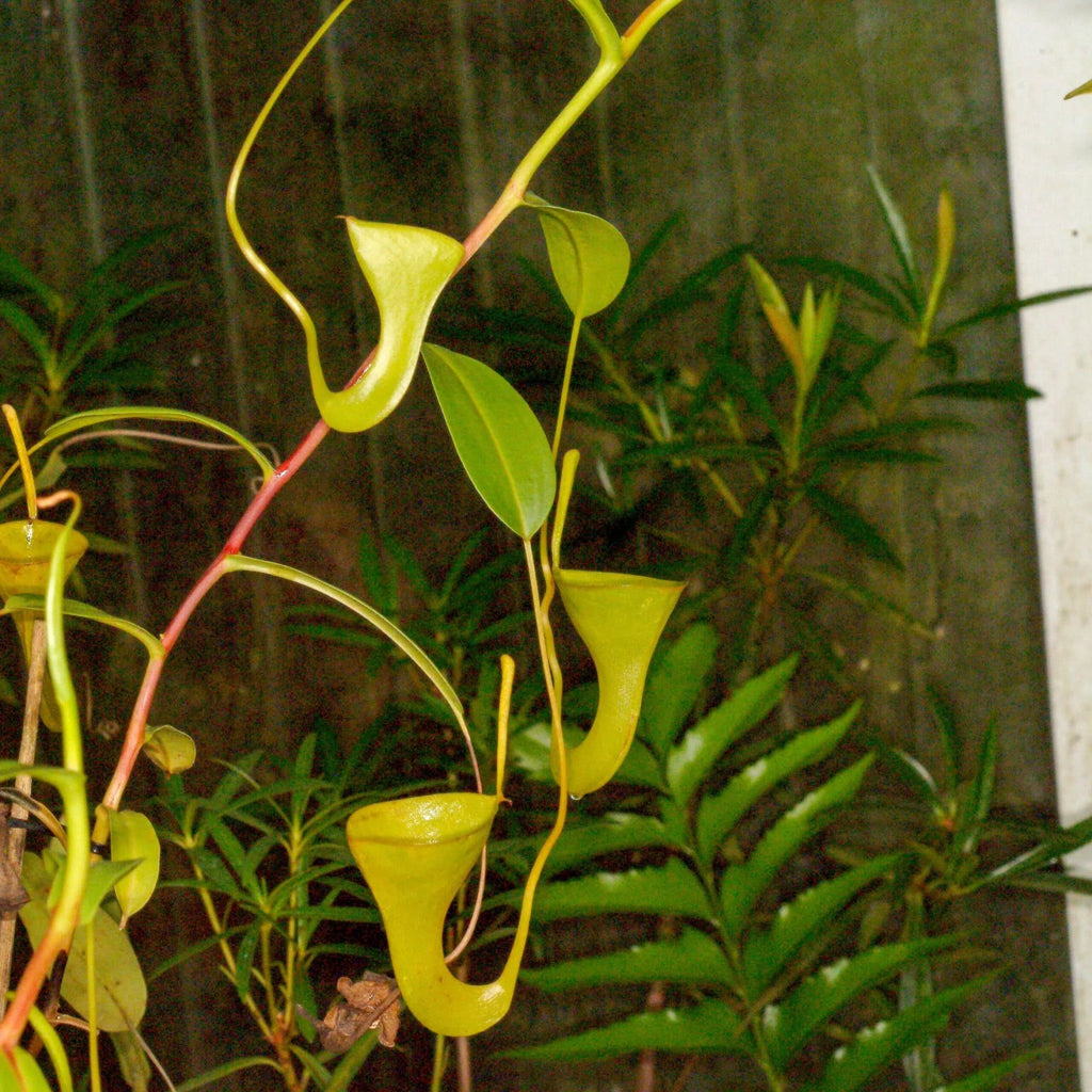 Nepenthes inermis, 10-12 cm 大森食虫植物農園