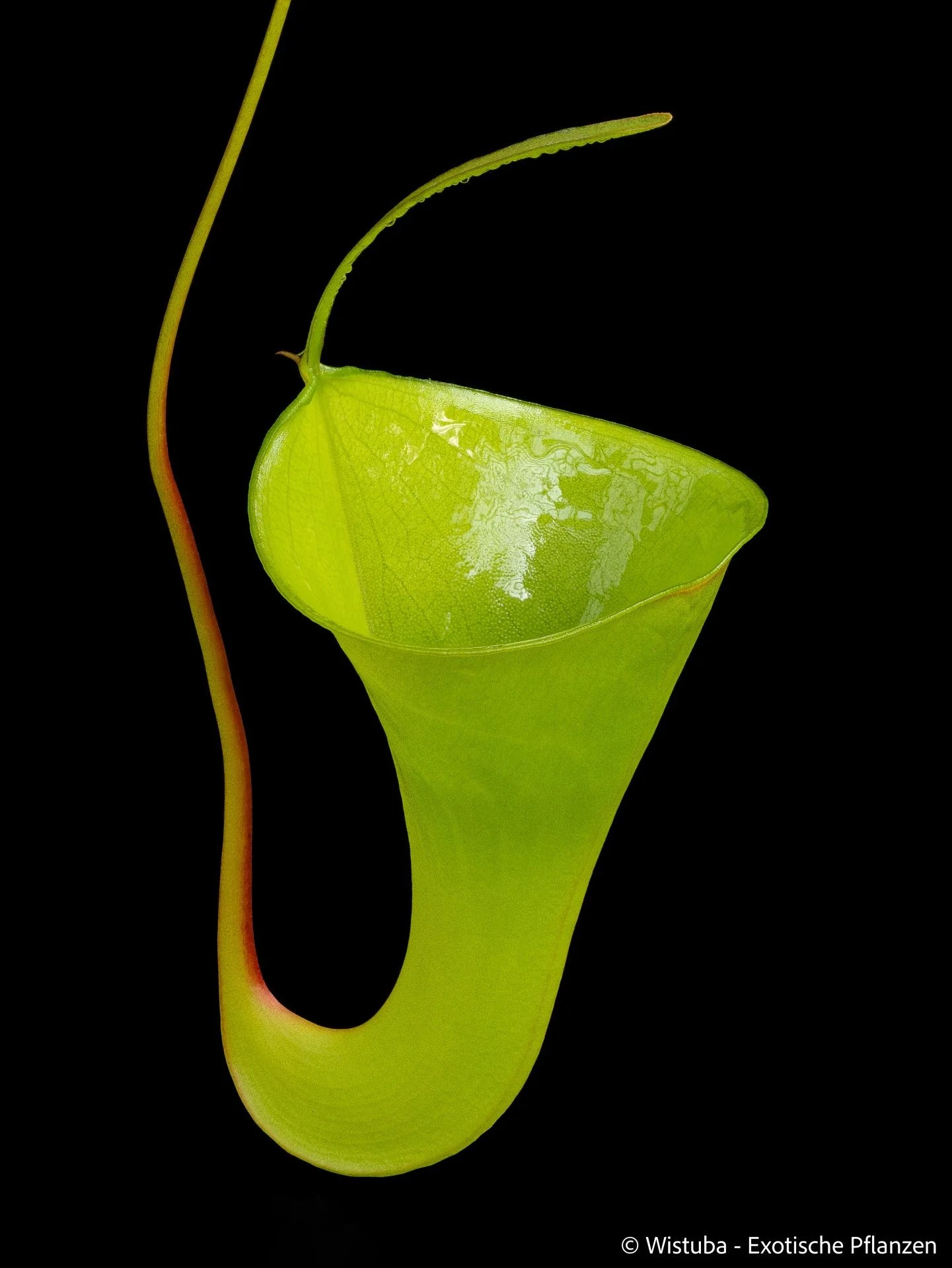 Nepenthes inermis (Gunung Gadut, Sumatra) 大森食虫植物農園