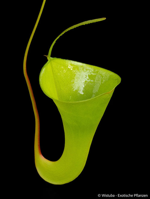 Nepenthes inermis (Gunung Gadut, Sumatra) 大森食虫植物農園