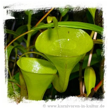 Nepenthes inermis {seedgrown individuals, Gunung Gadut, Sumatra} [BCP ID# N2102, 2109, 2533] / 1株の苗, サイズ 4-10 cm 大森食虫植物農園