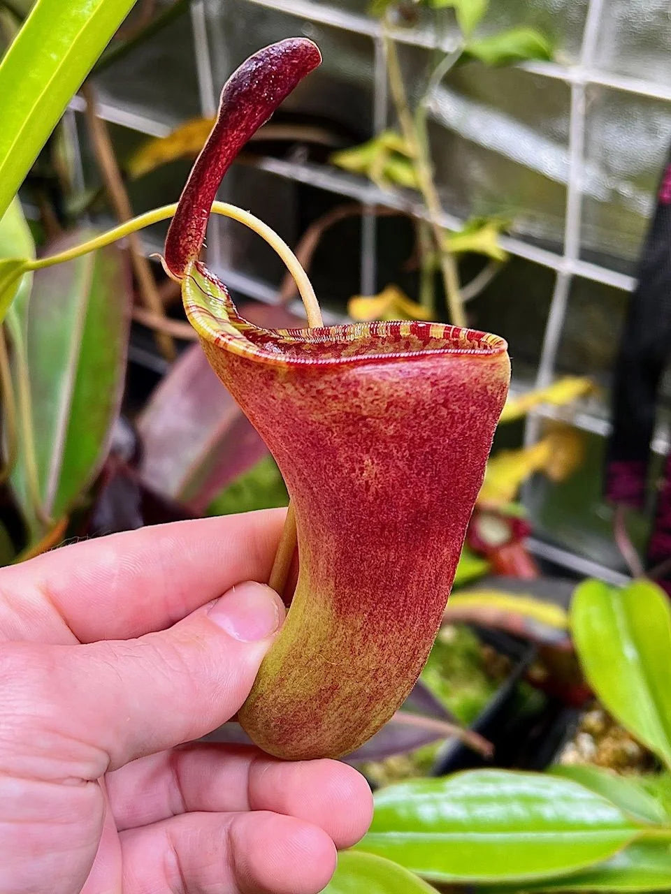 Nepenthes inermis x lowii 大森食虫植物農園