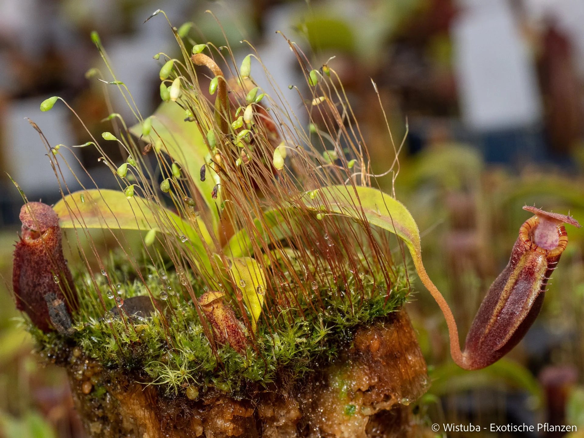 Nepenthes inermis x lowii 大森食虫植物農園