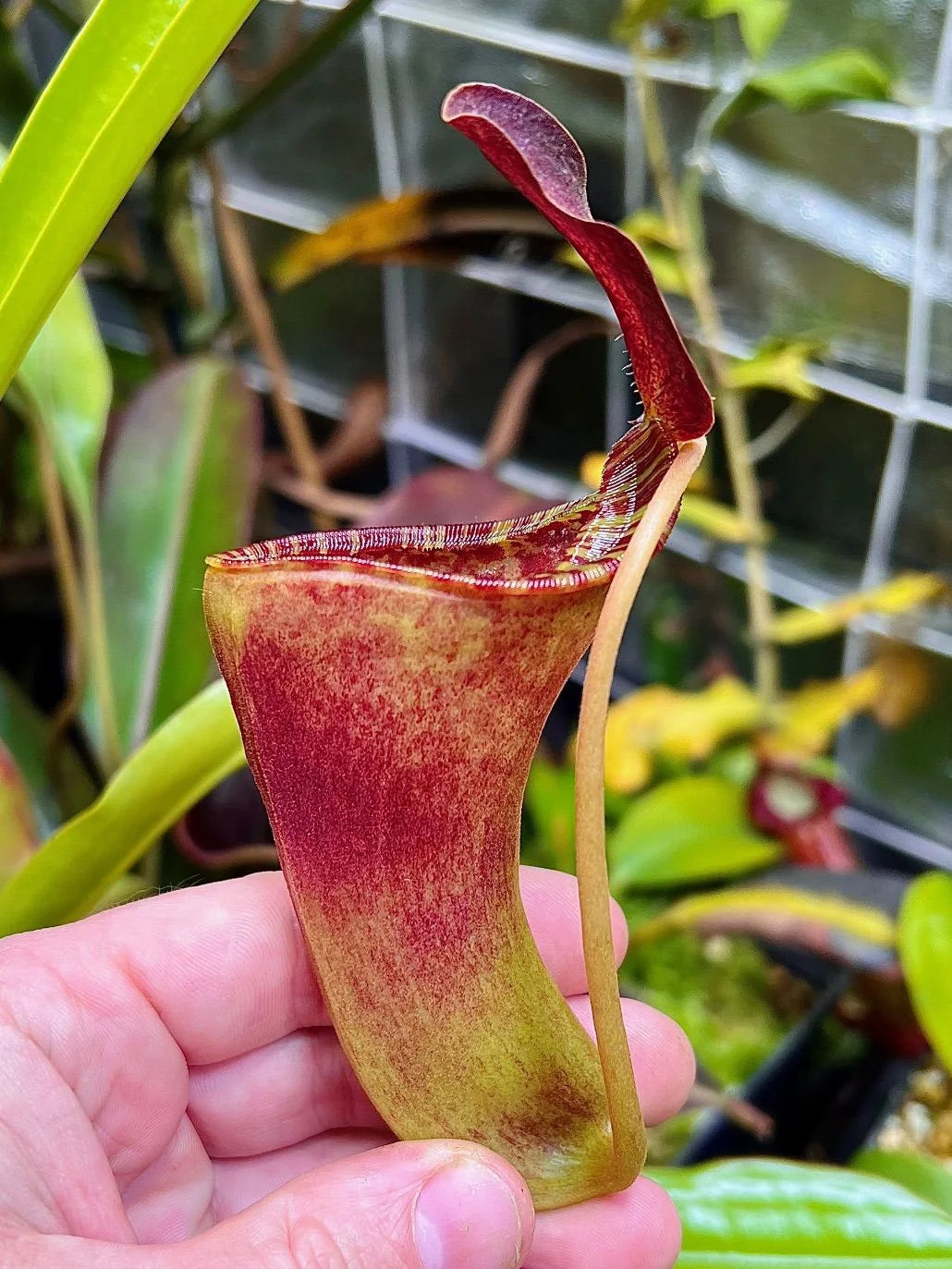 Nepenthes inermis x lowii 大森食虫植物農園