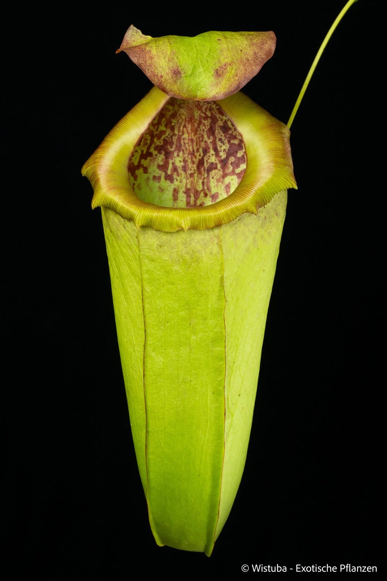 Nepenthes insignis (Tayeve, Irian Jaya) 大森食虫植物農園